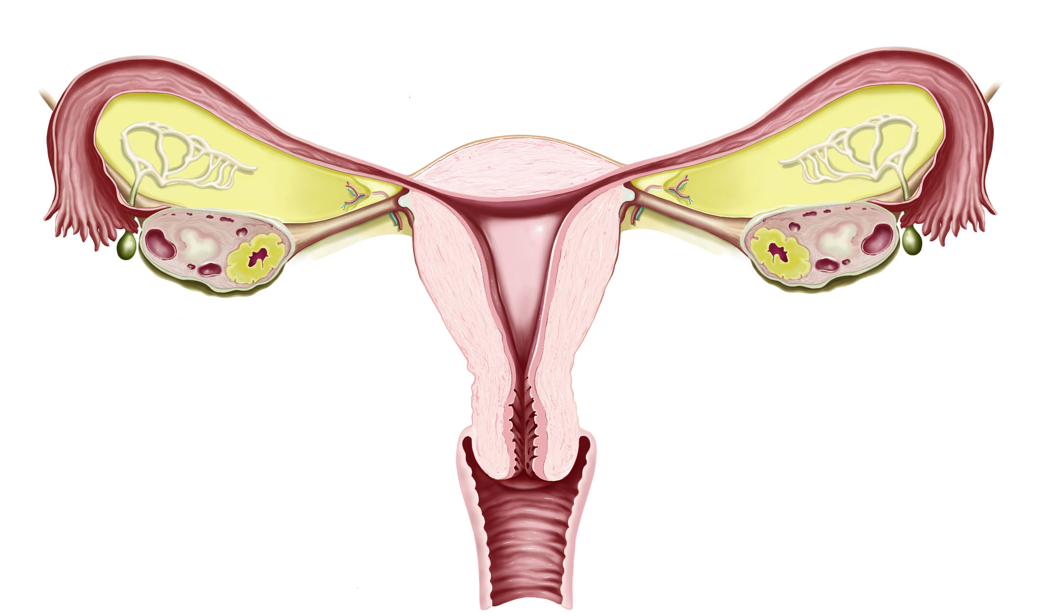 Female Reproductive System